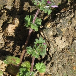 Photographie n°44041 du taxon Lamium amplexicaule L.