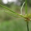  Marie  Portas - Juncus bulbosus L. [1753]