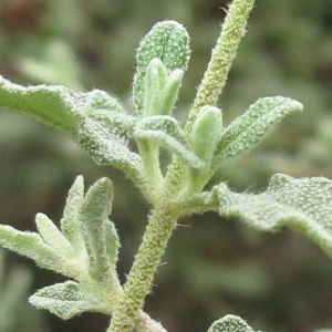 Photographie n°44045 du taxon Cistus salviifolius L.