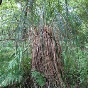 Photographie n°44048 du taxon Carex paniculata L.