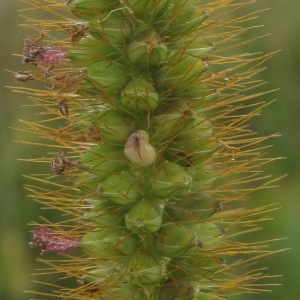 Photographie n°44052 du taxon Setaria pumila (Poir.) Roem. & Schult. [1817]