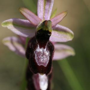 Photographie n°44054 du taxon Ophrys aurelia P.Delforge & Devillers-Tersch. [1989]