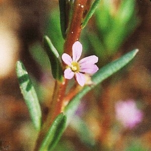 Photographie n°44056 du taxon Lythrum hyssopifolia L. [1753]