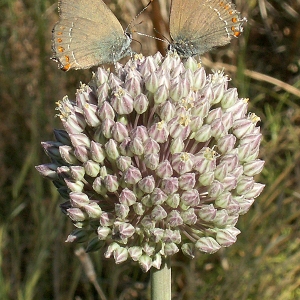 Allium paterfamilias Boiss. (Ail faux poireau)