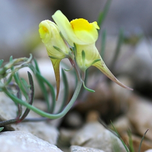 Photographie n°44065 du taxon Linaria supina (L.) Chaz. [1790]