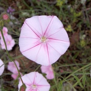 Photographie n°44069 du taxon Convolvulus cantabrica L. [1753]