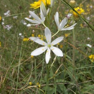 Photographie n°44070 du taxon Anthericum ramosum L.