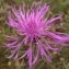 Mélie PORTAL - Centaurea maculosa Lam. [1785]