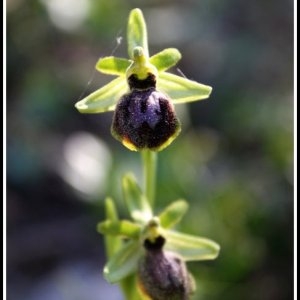 Ophrys araneola sensu auct.plur. (Ophrys litigieux)