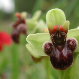 Ophrys bombyliflora Link (Ophrys bombyx)
