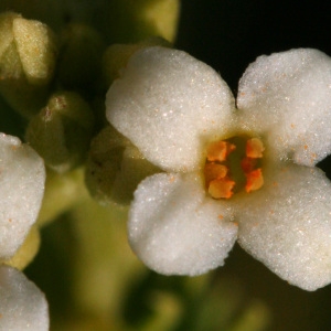 Laureola gnidium (L.) Samp. ex Pereira (Daphné garou)