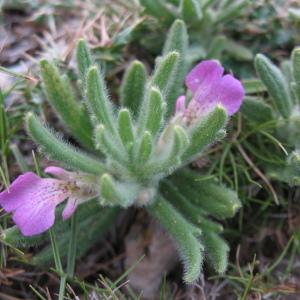 Photographie n°44087 du taxon Ajuga iva (L.) Schreb.