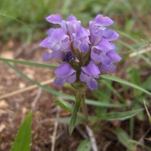 Photographie n°44099 du taxon Prunella grandiflora (L.) Schöller [1775]