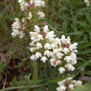 Photographie n°44100 du taxon Prunella laciniata (L.) L. [1763]