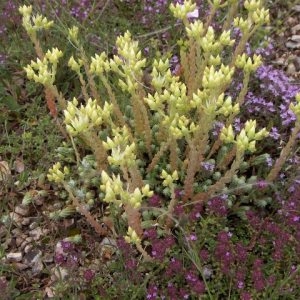 Photographie n°44101 du taxon Sedum sediforme (Jacq.) Pau [1909]