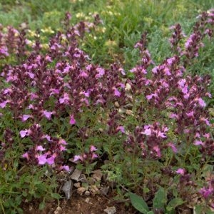 Photographie n°44107 du taxon Teucrium chamaedrys L. [1753]