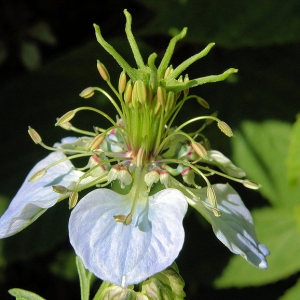 Photographie n°44114 du taxon Nigella hispanica var. hispanica 