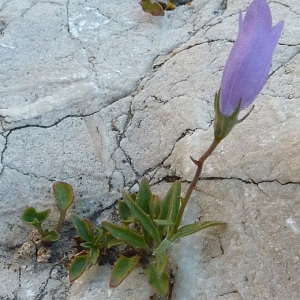 Photographie n°44124 du taxon Campanula macrorhiza J.Gay ex A.DC. [1830]