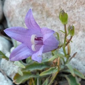 Campanula macrorhiza J.Gay ex A.DC. (Campanule à grosses racines)