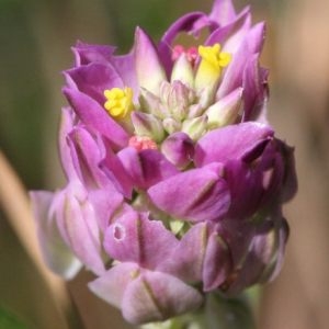  - Polygala curtissii A.Gray [1867]