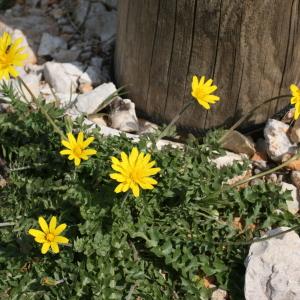 Photographie n°44172 du taxon Hyoseris radiata L. [1753]