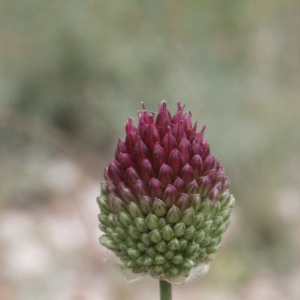 Photographie n°44206 du taxon Allium sphaerocephalon L. [1753]