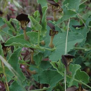 Photographie n°44209 du taxon Aristolochia pistolochia L. [1753]