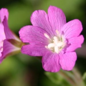 Photographie n°44216 du taxon Epilobium hirsutum L.