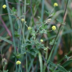 Photographie n°44217 du taxon Medicago lupulina L.