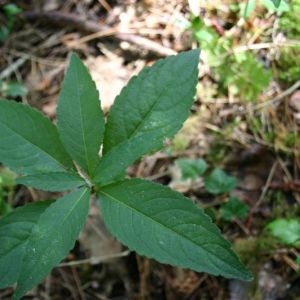 Photographie n°44218 du taxon Mercurialis perennis L. [1753]