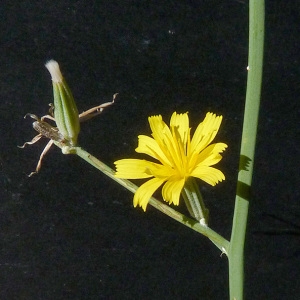 Photographie n°44234 du taxon Chondrilla juncea L. [1753]