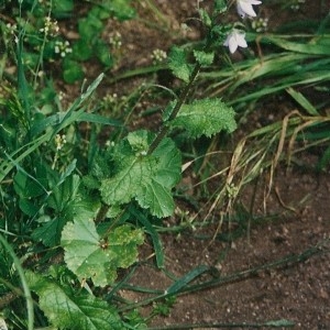 Photographie n°44248 du taxon Borago pygmaea (DC.) Chater & Greuter [1972]