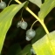  Florent Beck - Polygonatum multiflorum (L.) All. [1785]