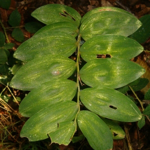 Photographie n°44256 du taxon Polygonatum multiflorum (L.) All. [1785]