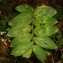  Florent Beck - Polygonatum multiflorum (L.) All. [1785]