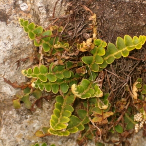 Photographie n°44257 du taxon Ceterach officinarum Willd. [1804]