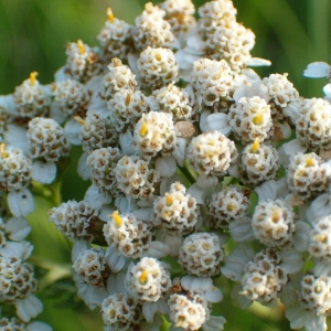 Photographie n°44260 du taxon Achillea millefolium L. [1753]