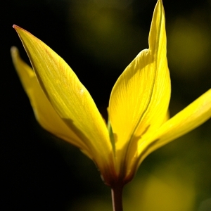 Photographie n°44274 du taxon Tulipa sylvestris L.