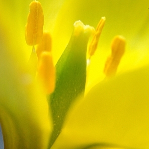 Photographie n°44275 du taxon Tulipa sylvestris L.