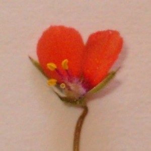 Photographie n°44295 du taxon Anagallis arvensis L. [1753]