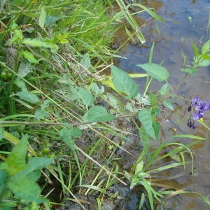 Photographie n°44296 du taxon Solanum dulcamara L. [1753]