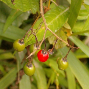 Photographie n°44299 du taxon Solanum dulcamara L. [1753]