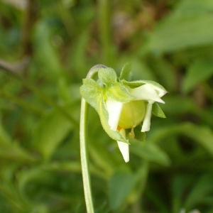 Photographie n°44300 du taxon Viola tricolor L. [1753]