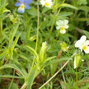 Photographie n°44301 du taxon Viola tricolor L. [1753]