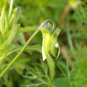 Photographie n°44302 du taxon Viola tricolor L. [1753]