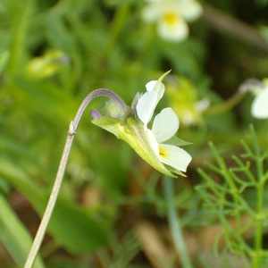 Photographie n°44304 du taxon Viola tricolor L. [1753]