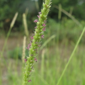 Photographie n°44305 du taxon Setaria parviflora (Poir.) Kerguélen [1987]