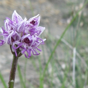 Photographie n°44308 du taxon Orchis simia Lam. [1779]