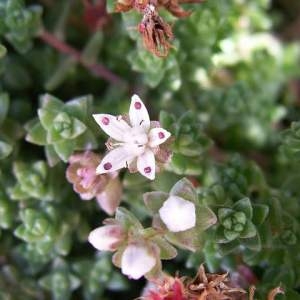 Photographie n°44321 du taxon Sedum anglicum Huds. [1778]