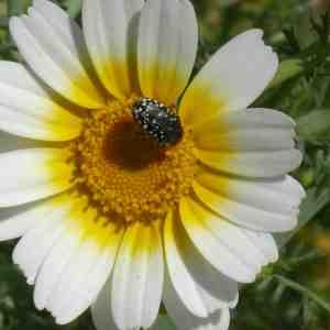 Photographie n°44328 du taxon Glebionis coronaria (L.) Tzvelev [1999]